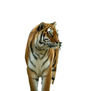 A Majestic Bengal Tiger Prowls Through Dense Jungle Foliage, Showcasing Its Graceful Stripes. 12877 - Cat PNG image with transparent background